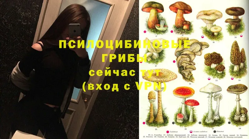 Псилоцибиновые грибы Cubensis  где найти   Белозерск 